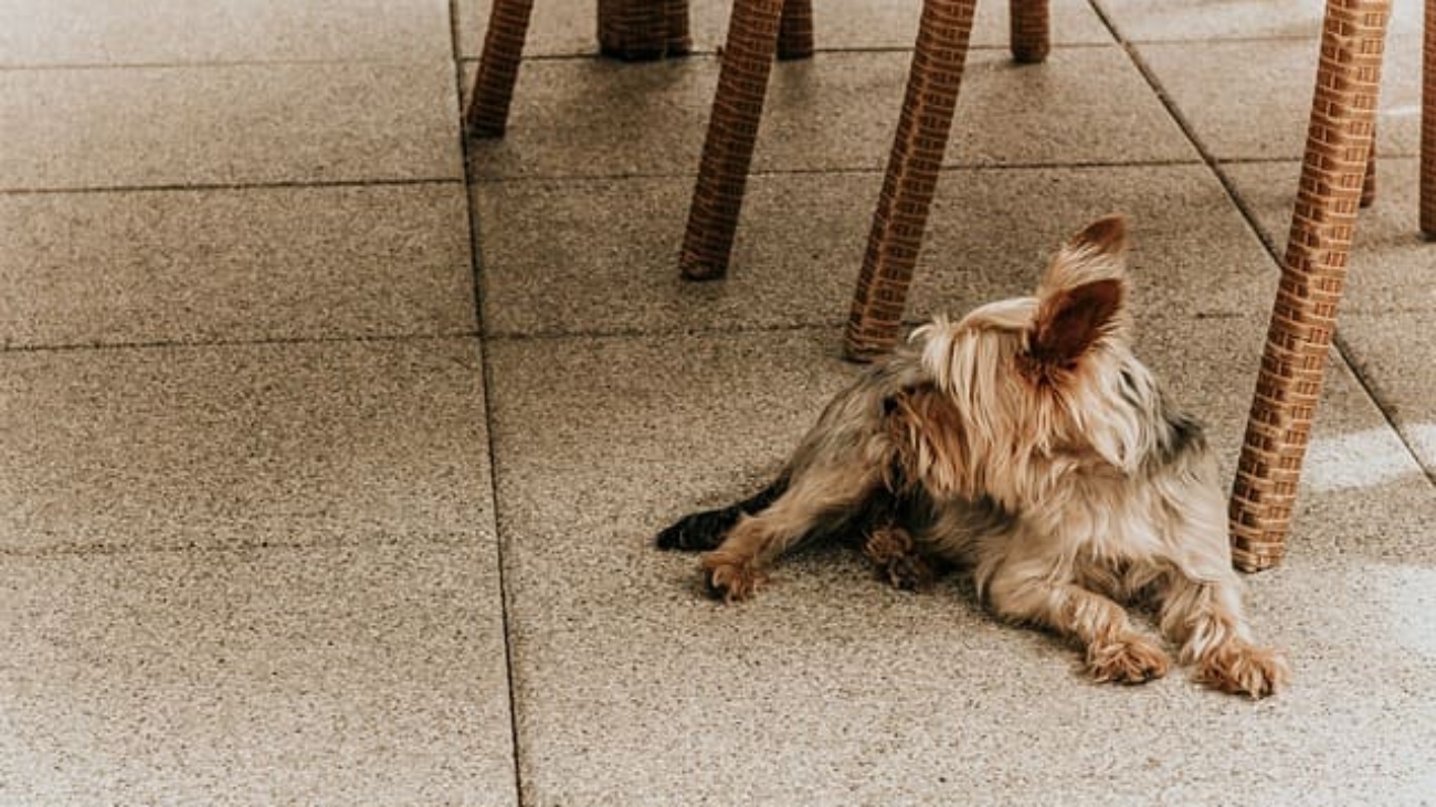 Perro en terraza de restaurante